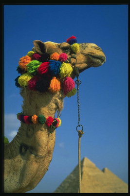 Голова верблюда в разноцветных помпонах