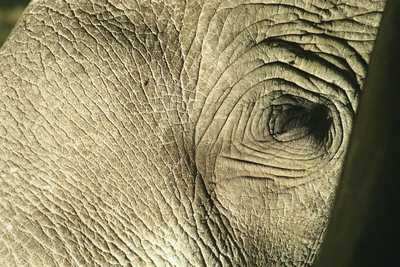 Глаз слона