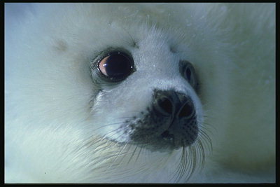 Младенец тюленя