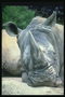 Голова носорога светло-серого цвета
