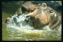Брызги воды от купания бегемотов