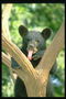 Медведь на светло-коричневом дереве
