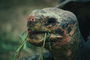 Голова черепахи со стебельками зеленой травы во рту