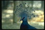 Тонкие и пушистые перья серо-синего цвета на голове у павлина
