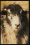 Овца с белой и коричневой волнистой шерстью 