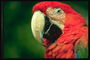 Попугай с ярко-красным перьям и большим клювом