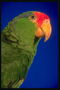 Попугай с перьями темно-зеленого цвета  с оранжевым клювом