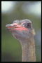 Голова страуса. Розовый клюв и редкое оперение серого цвета на шее