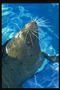 Морской котик в бассейне