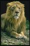 Лев- царь зверей
