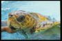 Черепаха светло-желтого цвета в коричневых пятнах