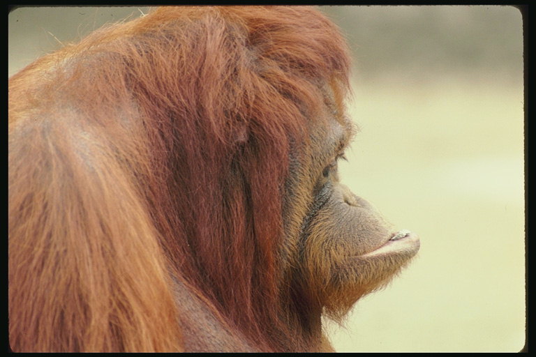 Шимпанзе с длиной рыжей шерстью