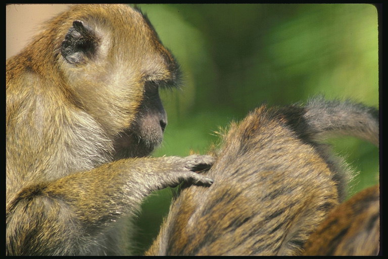 Светло-коричневая мартышка ухаживает за другой обезьяной