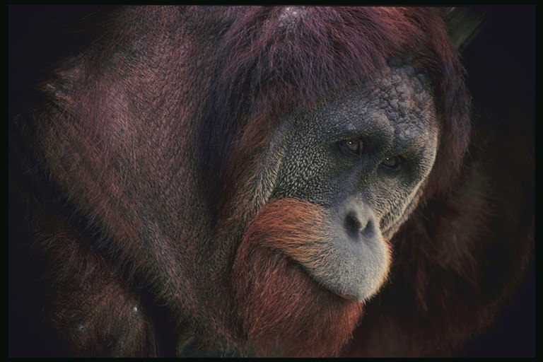 Бордового цвета шимпанзе с рыжей бородой