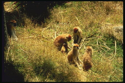 Детеныши мартышек играют на лужайке