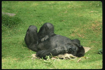 Шимпанзе лежит на бежевом коврику