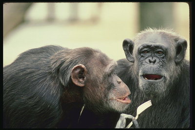 Шимпанзе изучают находку