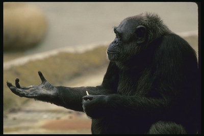 Длинные пальцы шимпанзе