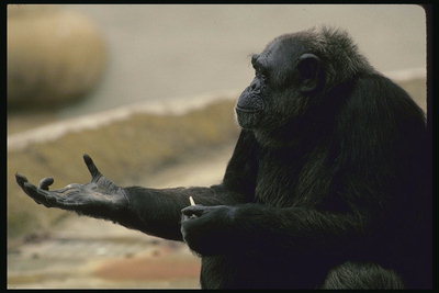 Лапа шимпанзе