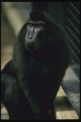 Шимпанзе в зоопарке