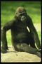 Шимпанзе с темной шерстью