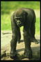 Длинные передние лапы шимпанзе