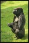 Лохматые лапы и спина шимпанзе