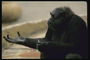Длинные пальцы шимпанзе