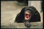 Розовый язык, желтые зубы шимпанзе