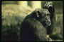 Шимпанзе во время раздумий