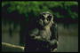 Шимпанзе серо-черной расцветки