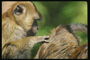 Светло-коричневая мартышка ухаживает за другой обезьяной