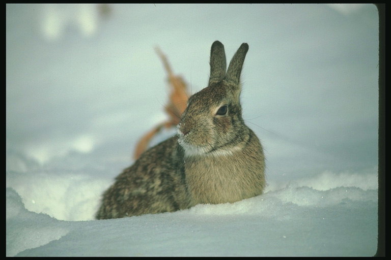 Заяц в серой шубке на белом снегу