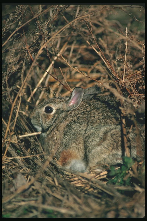 Заяц в тайнике с травы