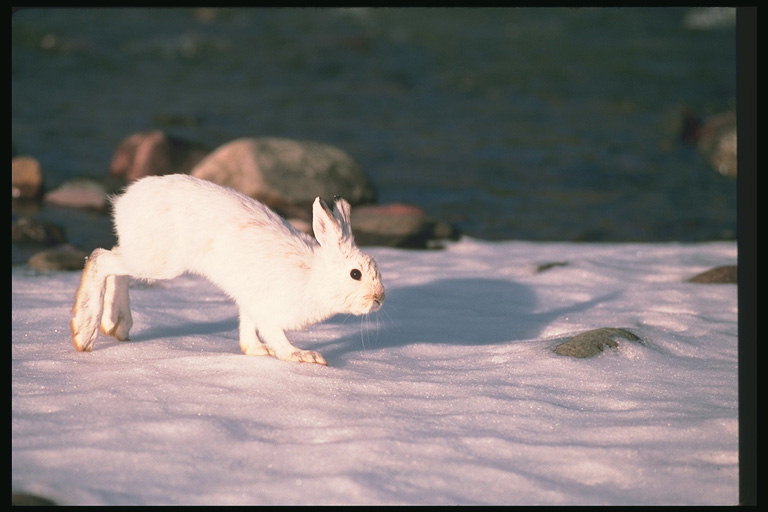Тень зайца на снегу