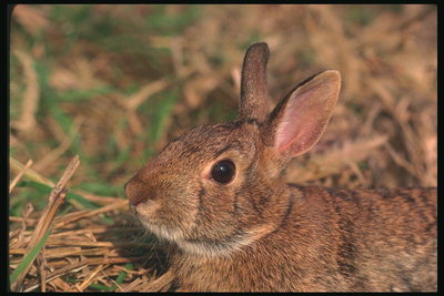 Заяц с большими коричневыми глазами