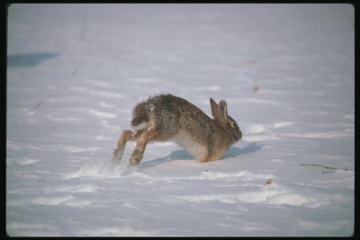 Прыжки зайца по зимнему полю