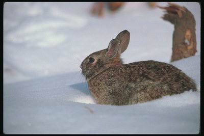 Заяц с серой шубой на фоне белого снега