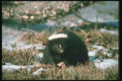 Животное с пушистой черной шерстью на осенней траве среди клочков снега