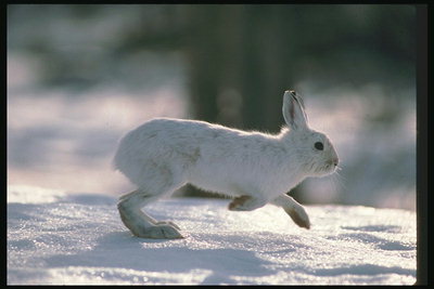 Заяц с шерстью белого цвета на фоне белого снега
