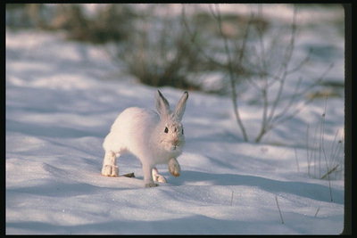 Заяц на снегу среди тонких ветвей кустов