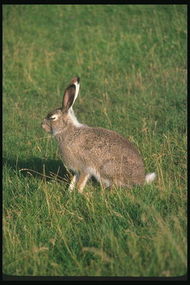 Заяц серо-коричневого цвета 