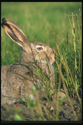 Заяц со светло-коричневыми глазами за кустом травы