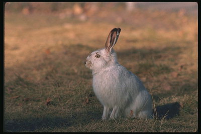 Заяц с белой шерстью на осенней траве
