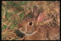 Заяц с большими коричневыми глазами