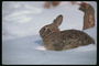 Заяц с серой шубой на фоне белого снега