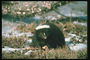 Животное с пушистой черной шерстью на осенней траве среди клочков снега