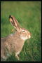 Заяц с длинными ушами и белой каемкой вокруг глаз