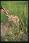 Заяц со светло-коричневыми глазами за кустом травы