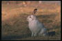 Заяц с белой шерстью на осенней траве